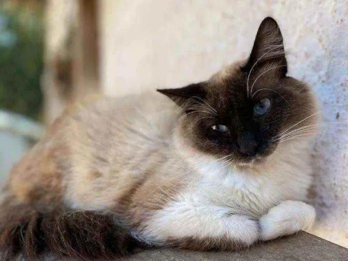 Gato raça SRD idade 1 ano nome ÔNIX