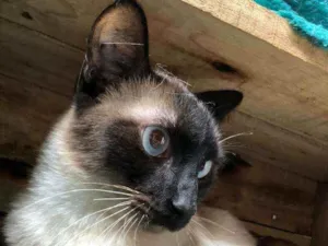 Gato raça SRD idade 7 a 11 meses nome KLAUS