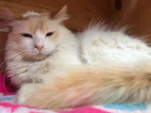 Gato raça SRD idade 1 ano nome SNOW