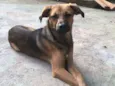Cachorro raça SRD idade 7 a 11 meses nome CAJU