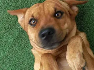 Cachorro raça SRD idade 2 anos nome Mel