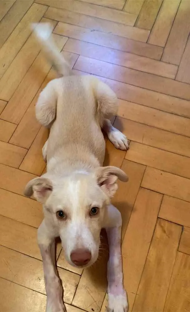 Cachorro raça SRD idade 2 a 6 meses nome Alaska