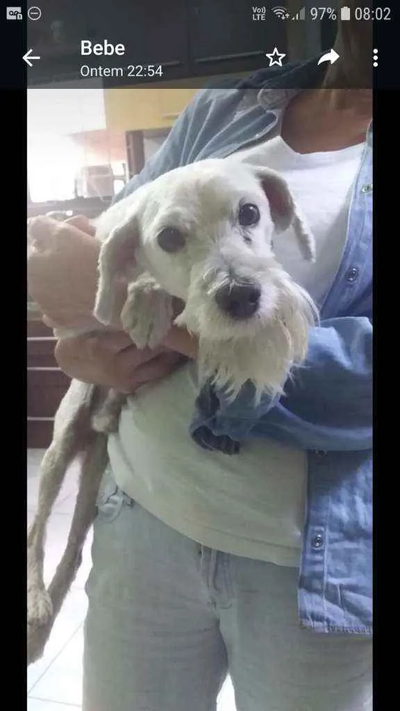 Cachorro ra a SRD idade 1 ano nome Chu
