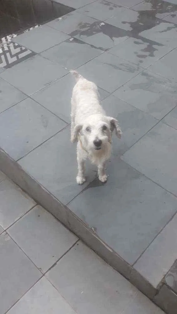 Cachorro ra a SRD idade 1 ano nome Chu