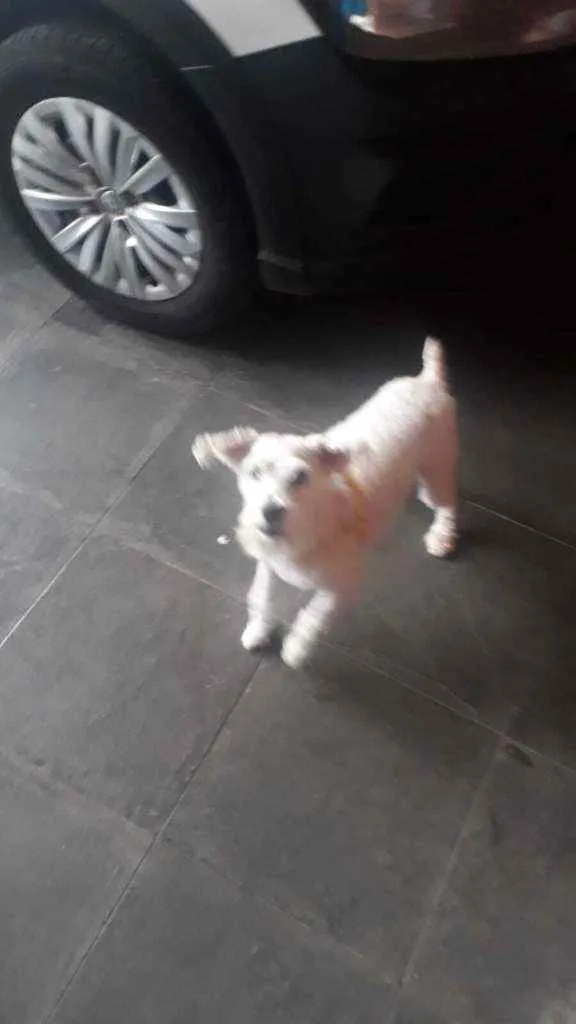 Cachorro ra a SRD idade 1 ano nome Chu