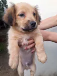 Apolo