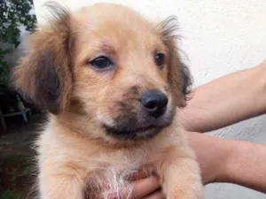 Cachorro raça Mestiço  idade 2 a 6 meses nome Apolo