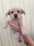 GIGI