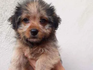 Cachorro raça Mestiço  idade 2 a 6 meses nome Greta