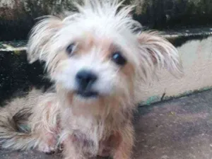 Cachorro raça Maltês  idade 2 anos nome Madalena