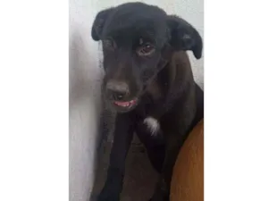 Cachorro raça SRD idade 2 a 6 meses nome Pituca 