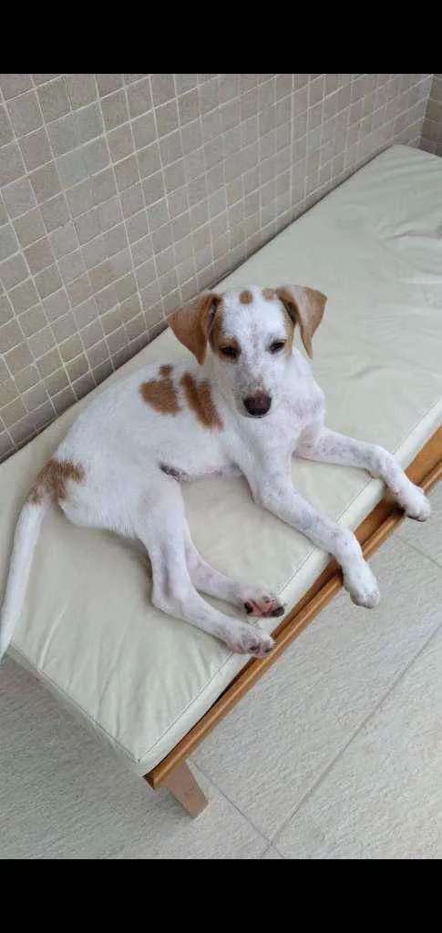 Cachorro ra a SRD idade 7 a 11 meses nome Tobias