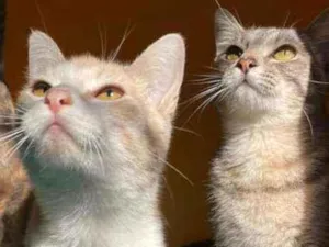 Gato raça SRD idade 7 a 11 meses nome LARA E LIA