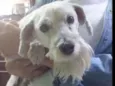Chu