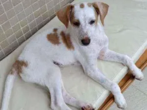 Cachorro raça SRD idade 7 a 11 meses nome Tobias