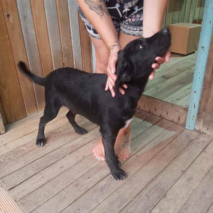 Cachorro ra a Mistura de Golden com vira lat idade 2 a 6 meses nome Thor