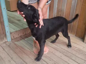 Cachorro raça Mistura de Golden com vira lat idade 2 a 6 meses nome Thor