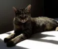 Frida