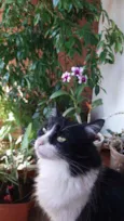 Miah