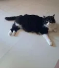Miah