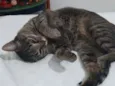 Frida