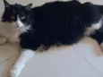 Miah
