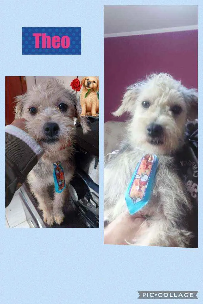 Cachorro raça SRD COM POODLE idade 1 ano nome THEO