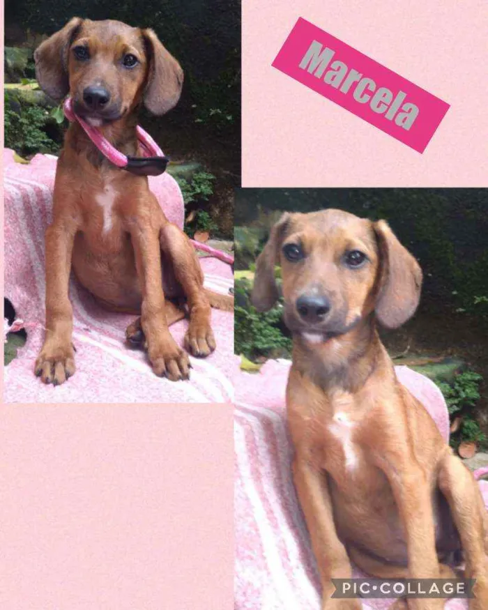 Cachorro raça srd idade 2 a 6 meses nome MARCELA
