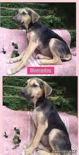 Cachorro raça srd idade 2 a 6 meses nome MERCEDES
