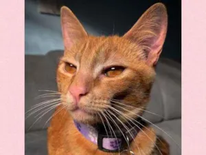 Gato raça srd idade 1 ano nome SOFIA