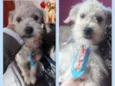Cachorro raça SRD COM POODLE idade 1 ano nome THEO