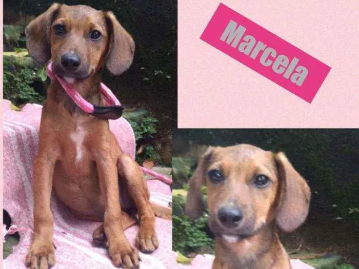 Cachorro raça srd idade 2 a 6 meses nome MARCELA