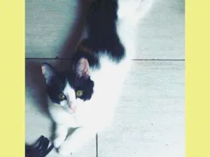 Gato raça srd idade 1 ano nome HADASSA
