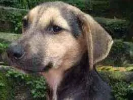 Cachorro raça srd idade 2 a 6 meses nome MERCEDES