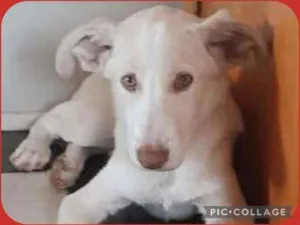 Cachorro raça srd com labrador idade 2 a 6 meses nome alaska