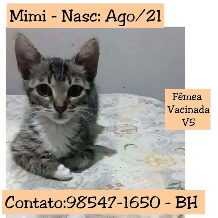 Gato raça SRD idade 2 a 6 meses nome MIMI