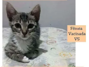 Gato raça SRD idade 2 a 6 meses nome MIMI