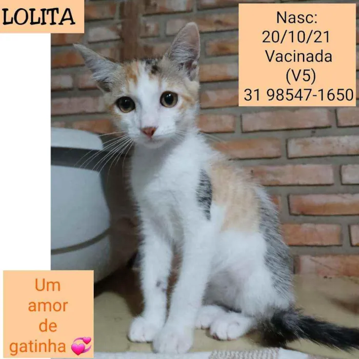 Gato raça SRD idade 2 a 6 meses nome LOLITA