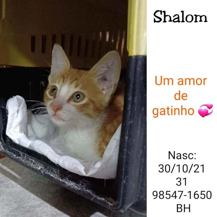 Gato raça SRD idade 2 a 6 meses nome SHALOM