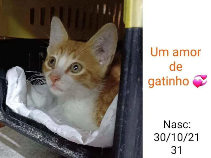 Gato raça SRD idade 2 a 6 meses nome SHALOM