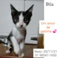 BILA