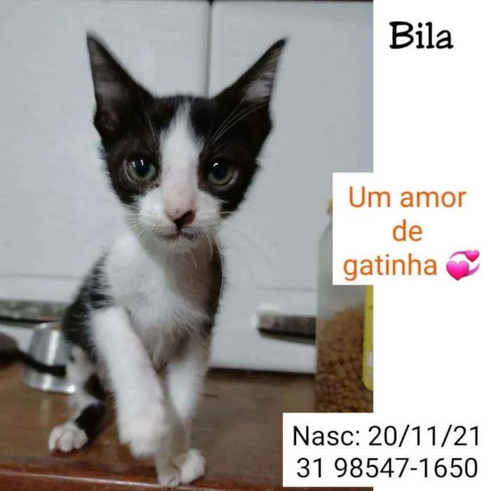 Gato raça SRD idade 2 a 6 meses nome BILA