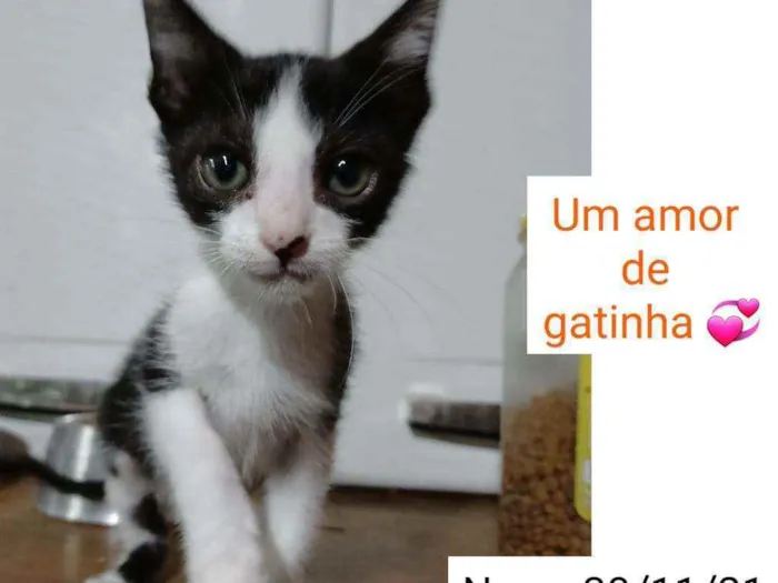Gato raça SRD idade 2 a 6 meses nome BILA