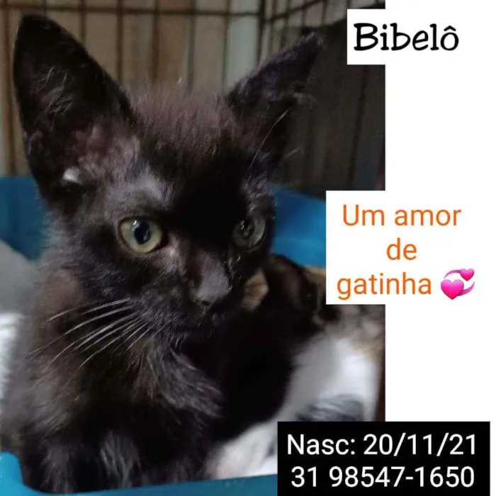 Gato raça SRD idade 2 a 6 meses nome BIBELÔ
