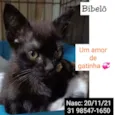 BIBELÔ