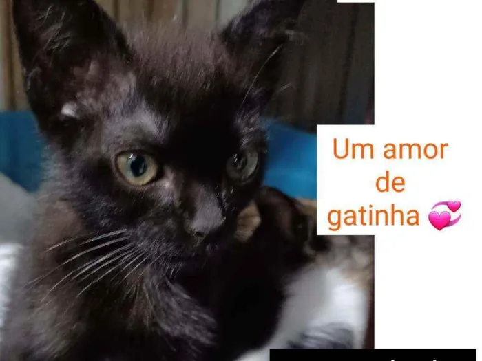 Gato raça SRD idade 2 a 6 meses nome BIBELÔ