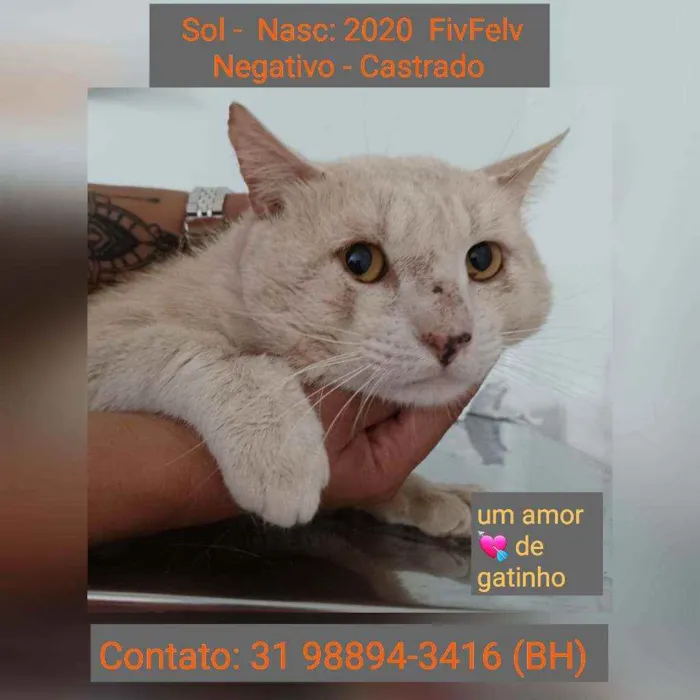 Gato raça SRD idade 2 anos nome SOL
