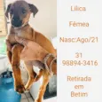 LILICA