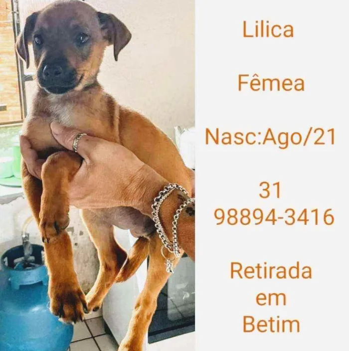 Cachorro raça SRD idade 2 a 6 meses nome LILICA