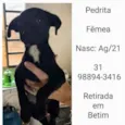 PEDRITA